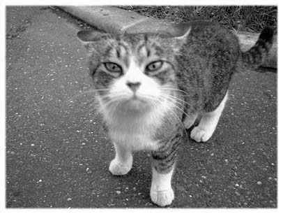 neko