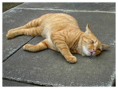 200409