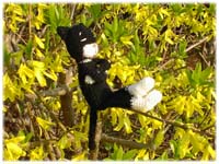 小枝に座るくろすけの写真